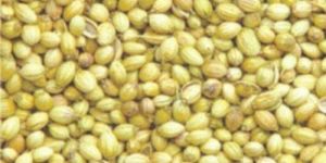 Green Whole Coriander Seeds