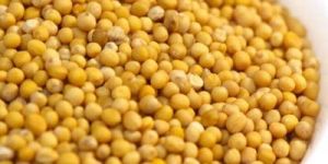 Yellow Mustard Seeds