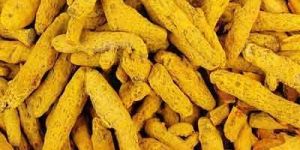 Polished Turmeric Finger