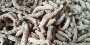 Unpolished Turmeric Finger