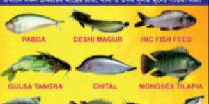 Chital Fish Seed