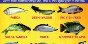 Desi Magur Fish Seed