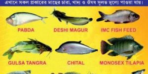 Jayanti Rohu Fish Seed