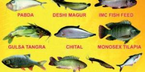 Pabda Fish Seed