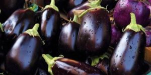 Fresh Brinjal