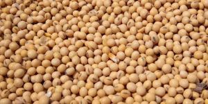 Natural Soybean Seeds