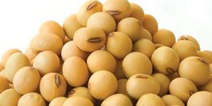 Whole Soybean Seeds