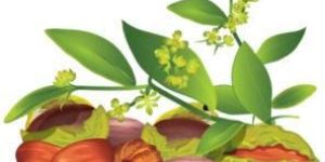 Henna Jojoba Hair Shampoo