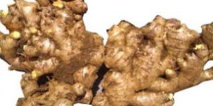 Mahima Unwashed Ginger