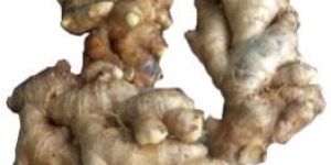 Mahima Washed Ginger