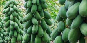 Papaya Plant