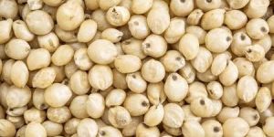 Sorghum Grain