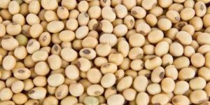 Soybean Seeds