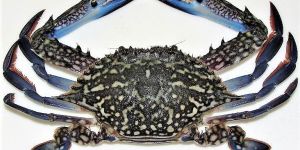 Frozen Blue Swimming Crab