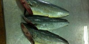 Frozen Headless Mahi Mahi Fish