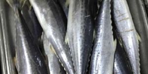 Frozen King Fish Gutted