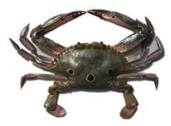 Frozen Three Spot Crab