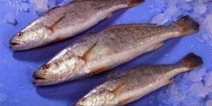 Frozen Tiger Tooth Croaker Fish