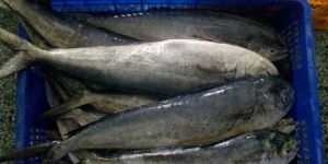 Frozen Whole Mahi Mahi Fish