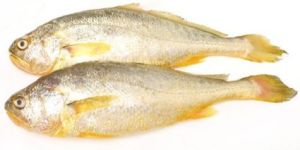 Frozen Yellow Croaker Fish