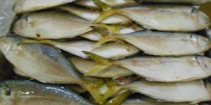 Frozen Yellow Tail Scad