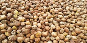 Fresh Dehusked Coconut