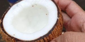 Fresh Coconut