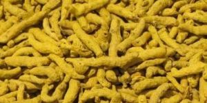 Indian Turmeric Finger