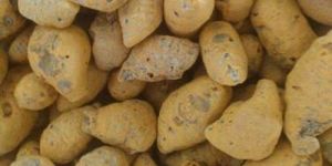 Unpolished Turmeric Bulb