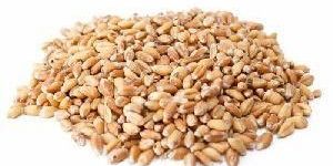 Sharbati Wheat Seeds
