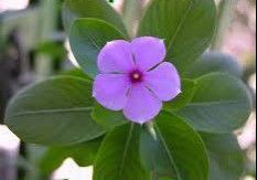 Vinca Leaves
