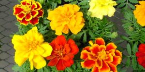 Tagetes Oil