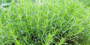Tarragon Oil