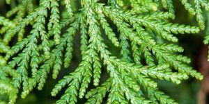 Thuja Oil