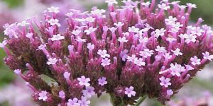 Verbena Oil