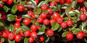 Wintergreen Oil