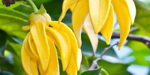 Ylang Ylang Oil