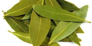 Bay Leaf