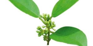 Gymnema Sylvestre Leaves