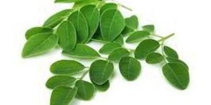 Moringa Leaves
