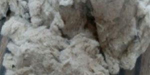 Cotton Linter