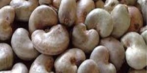 Raw Cashew Nut 2020 Crop