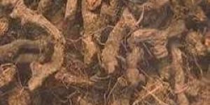 Sugandh Mantri Roots