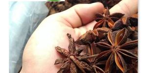 Star Anise