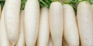 Fresh Radish