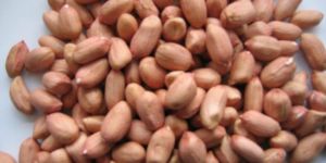 Peanut Kernels