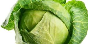 Green Cabbage
