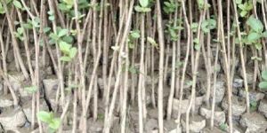 Seedless Guava Plant