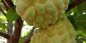 Custard Apple Plants