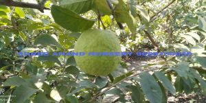 Green Guava Plants